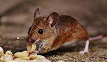 24 Hour & Emergency Exterminators in Lost City, WV